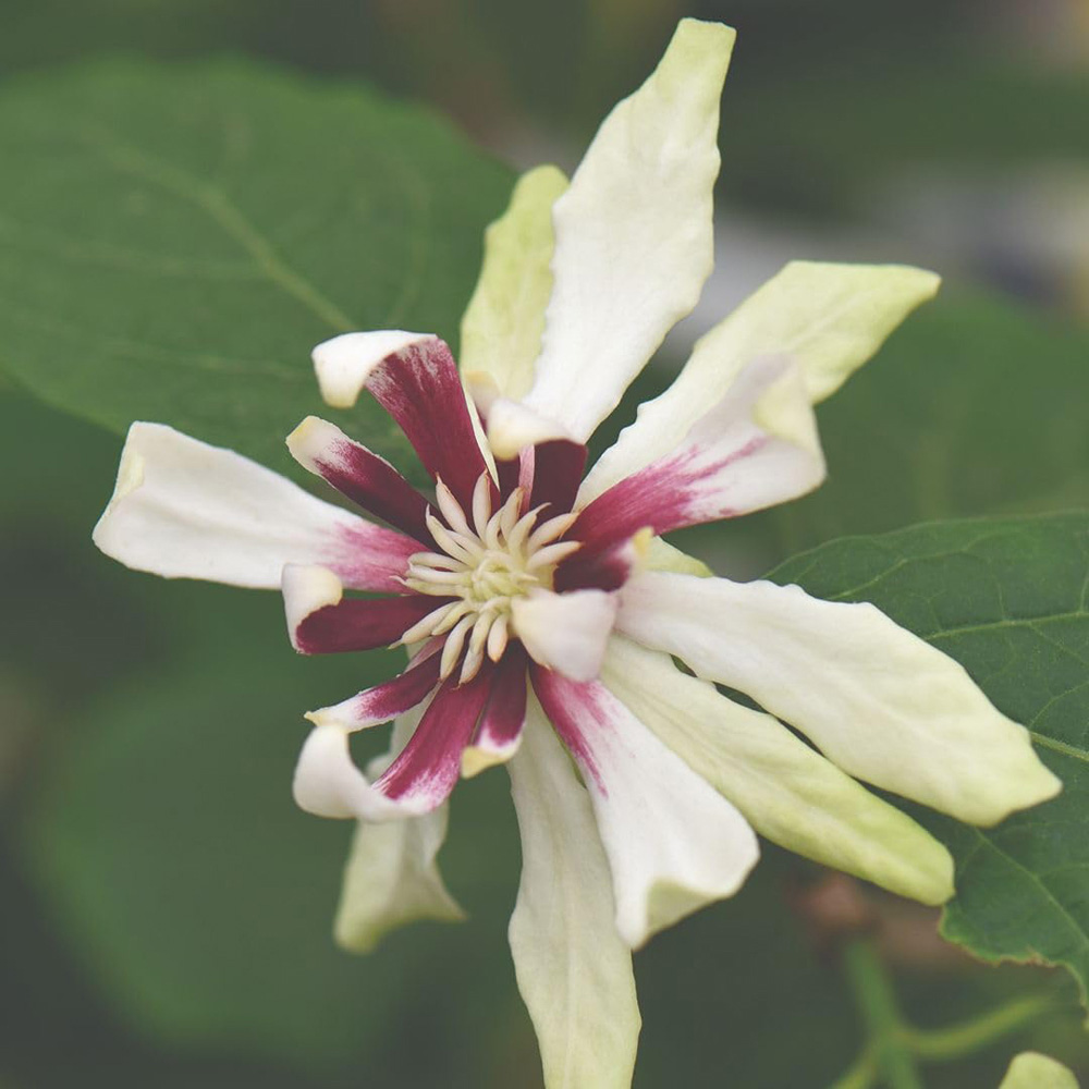 Thompson and Morgan Calycanthus Floridus Venus Plant Pot 25L Image 1