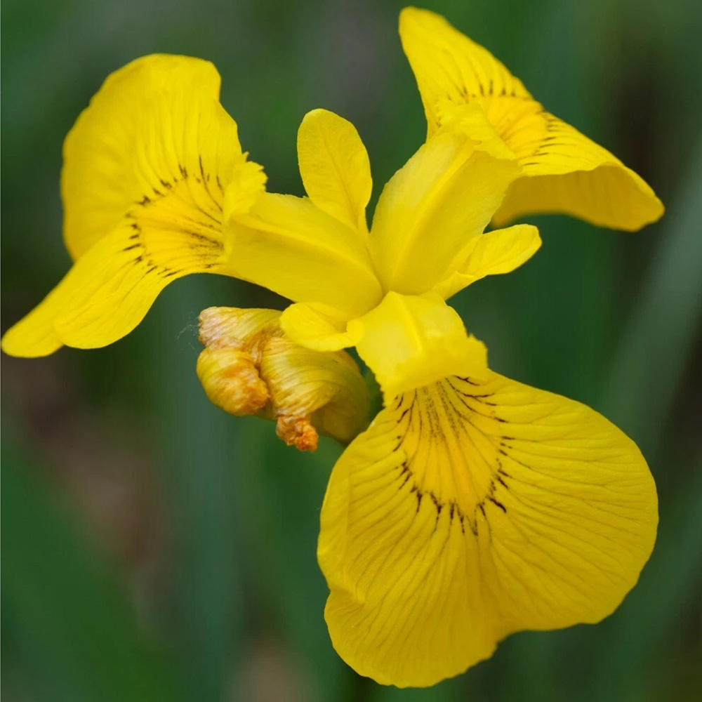 Thompson and Morgan Iris Dwarf Danfordiae Autumn Planting Bulb 80 Pack Image 1