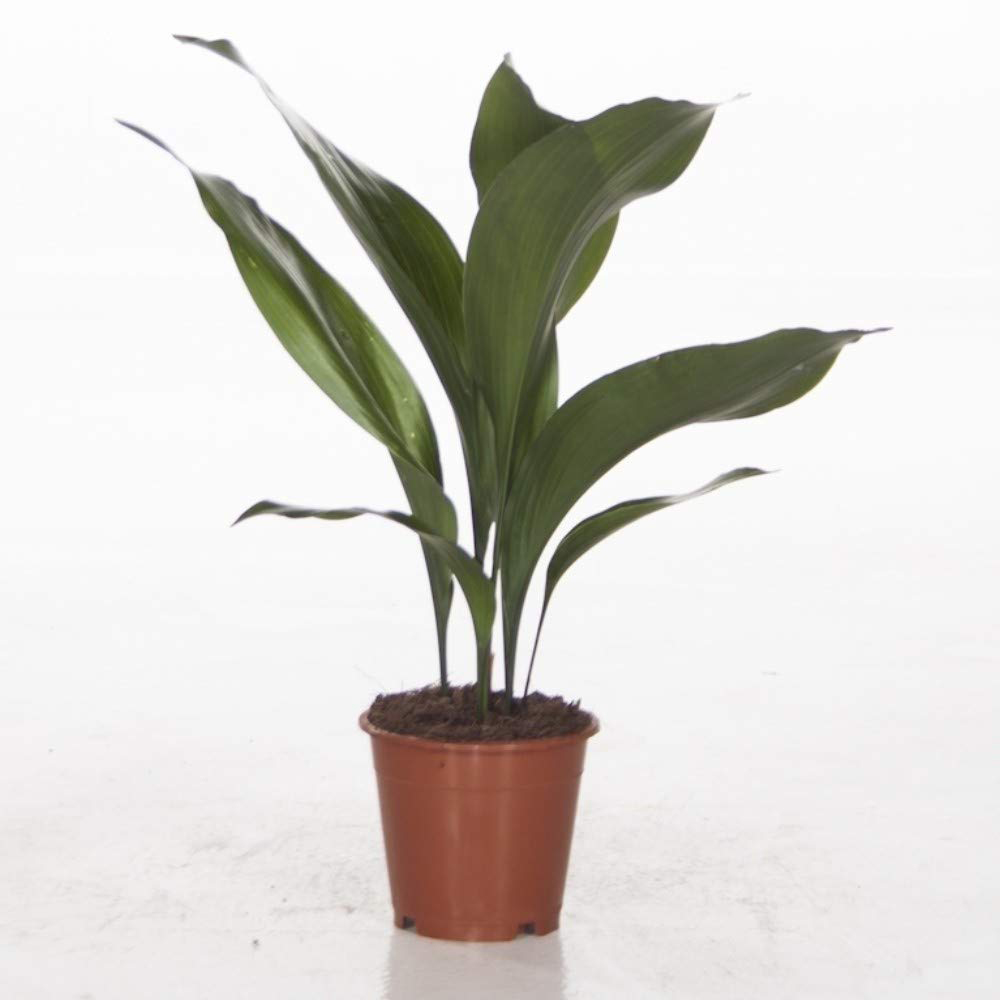 Thompson & Morgan Aspidistra Cast Iron Plant Elatior Potted Plant Image 6