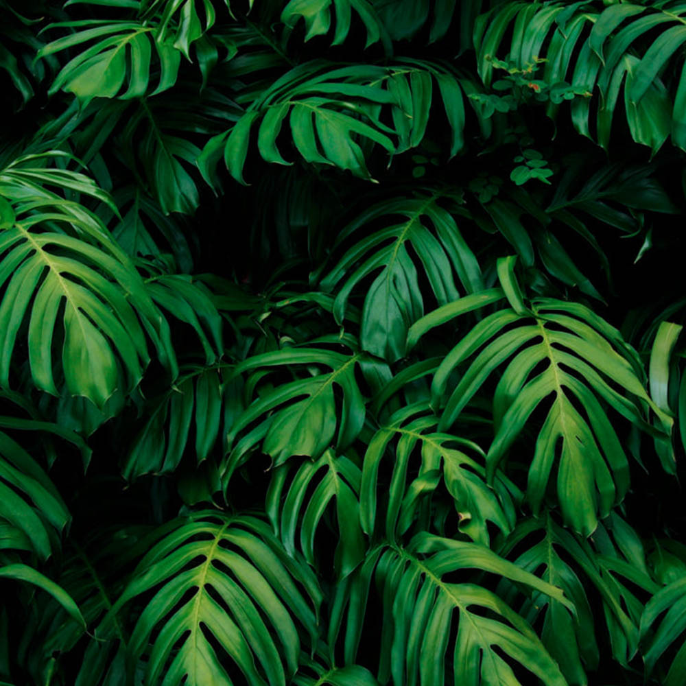 Origin Murals Rainforest Leaves Green Wall Mural Image 2