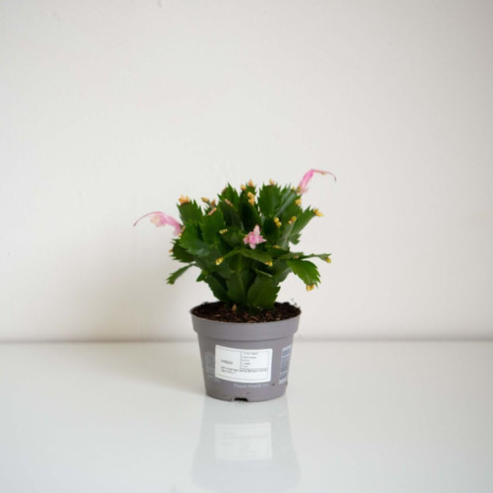 Thompson and Morgan Christmas Gift Cactus White Salvado Plant Pot 12cm Image 5