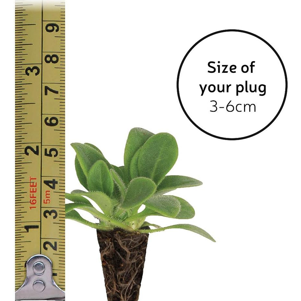 Thompson and Morgan Pansy Frizzle Sizzle Mixed Plant 24 Pack Image 3
