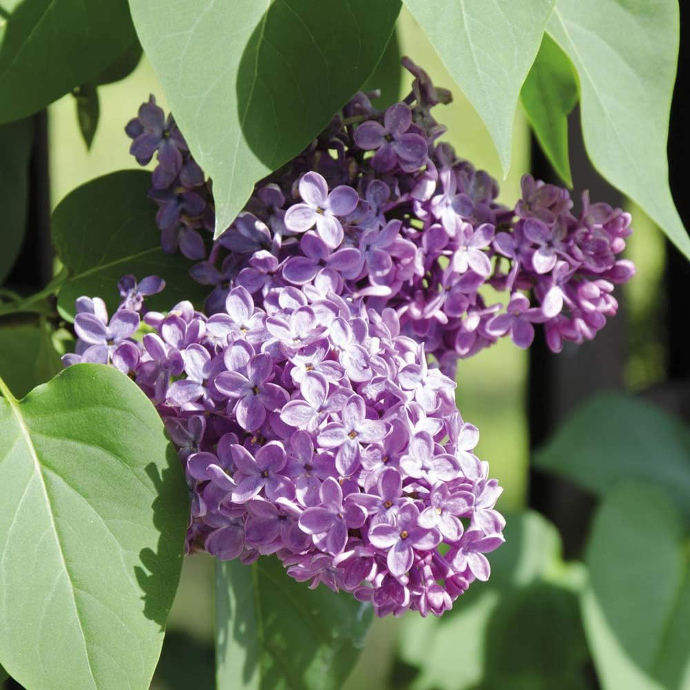 Thompson and Morgan Syringa vulgaris Katherine Havemeyer Plant Pot 9cm Image 1