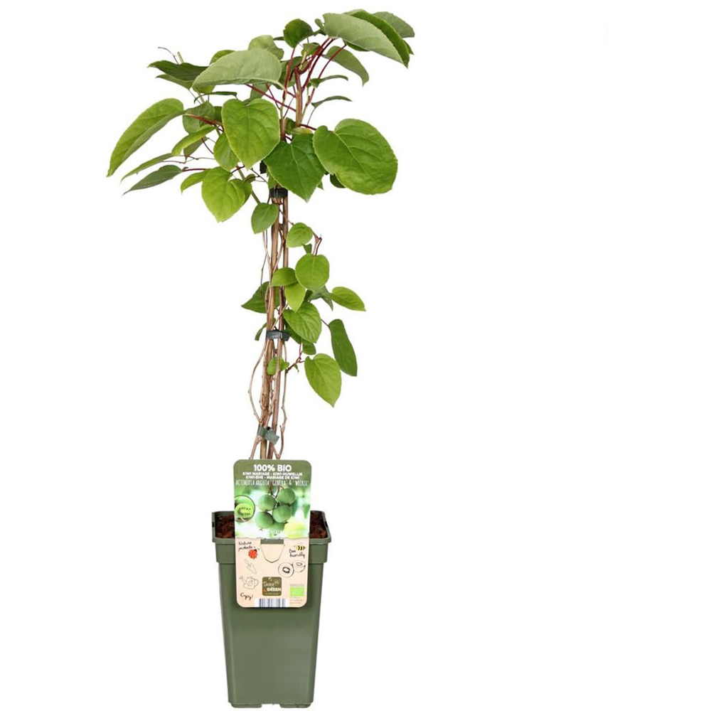 Thompson and Morgan Actinidia Kiwi Arguta Geneva Plant Pot 15cm 2 Pack Image 2