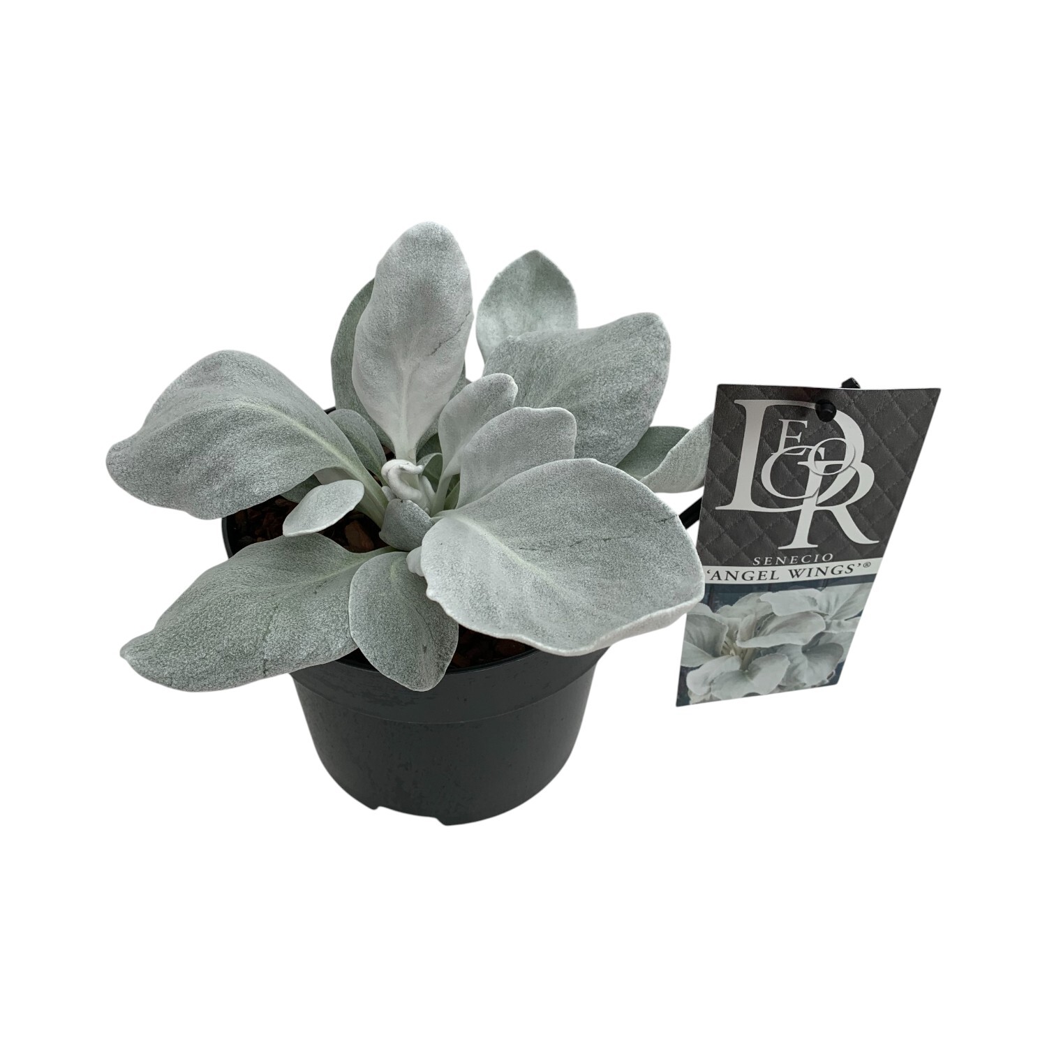 Senecio Candidans Angel Wings Plant Image
