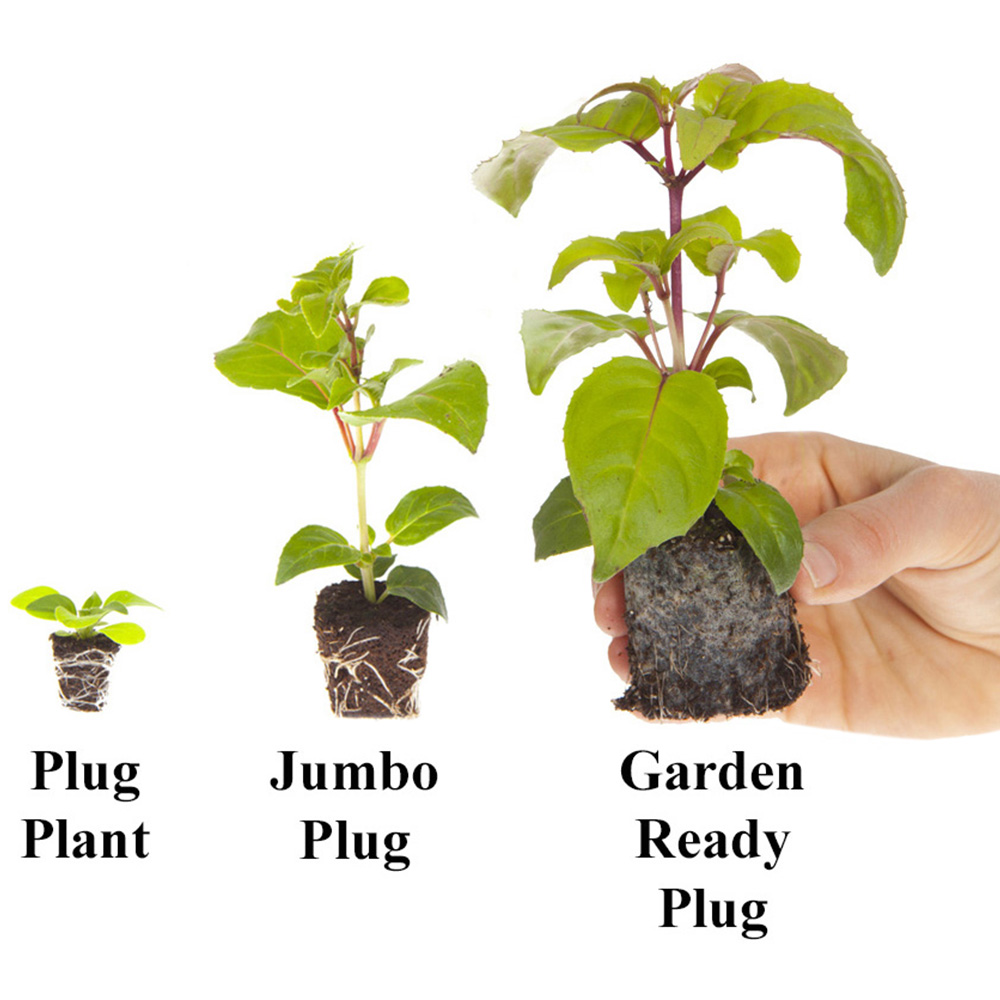 wilko Begonia Sahara Pro Plus Plug Plant 40 Pack Image 4