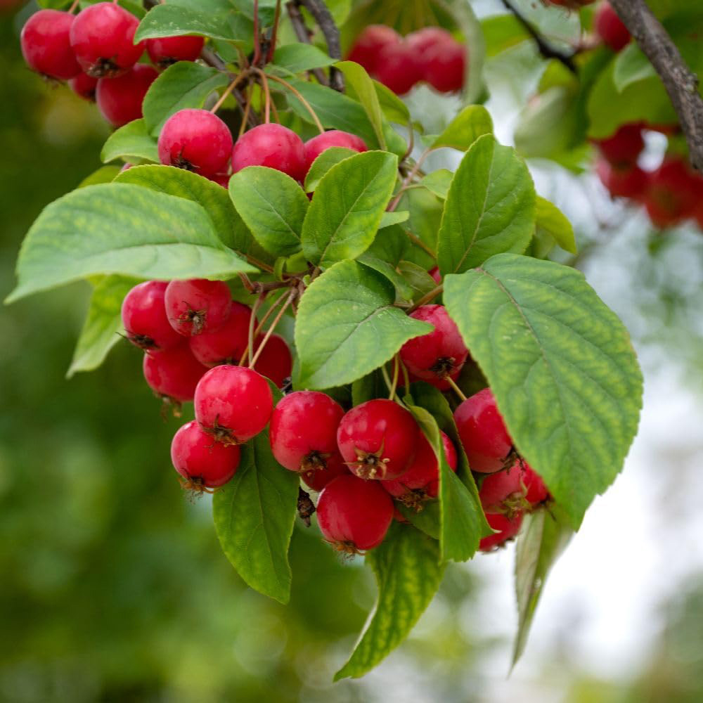 Thompson and Morgan Malus Crab Apple Sun Rival MM106 Rootstock Bare Root Tree 2 Pack Image 3