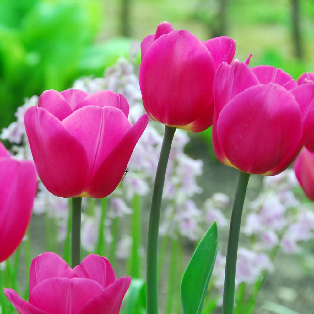 Thompson and Morgan Tulip Barcelona Planting Bulb 16 Pack Image 3