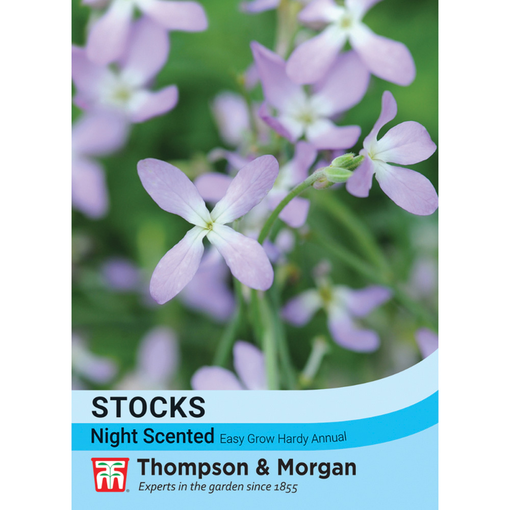 Thompson and Morgan Stocks Night Scented Seeds Image 2