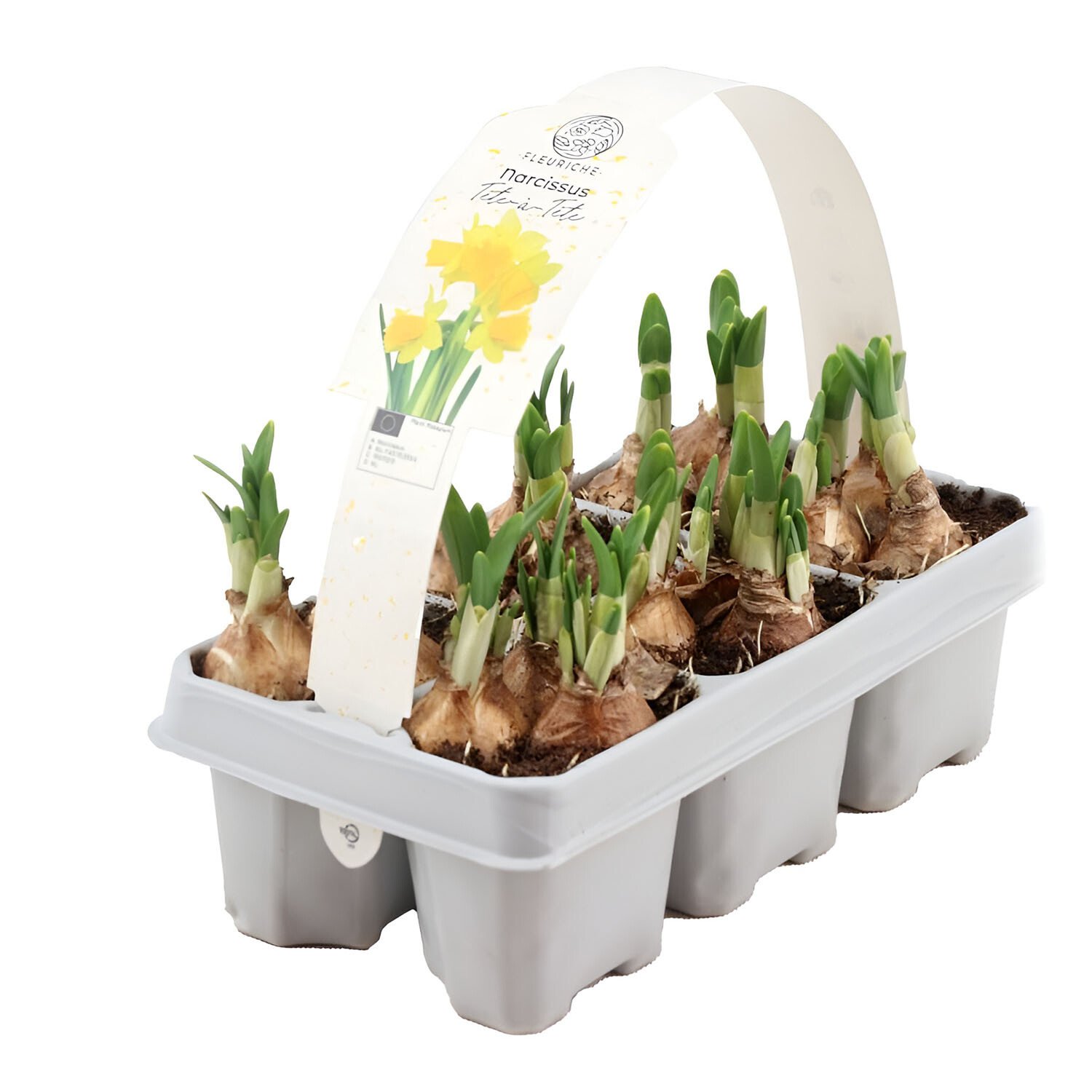 Pack of 6 Narcissus Bulbs - Multicolour Image