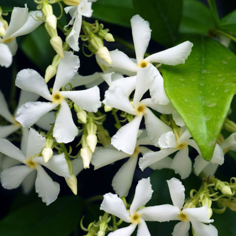 Thompson and Morgan Trachelospermum Jasminoides Plant Pot 2L Image 1