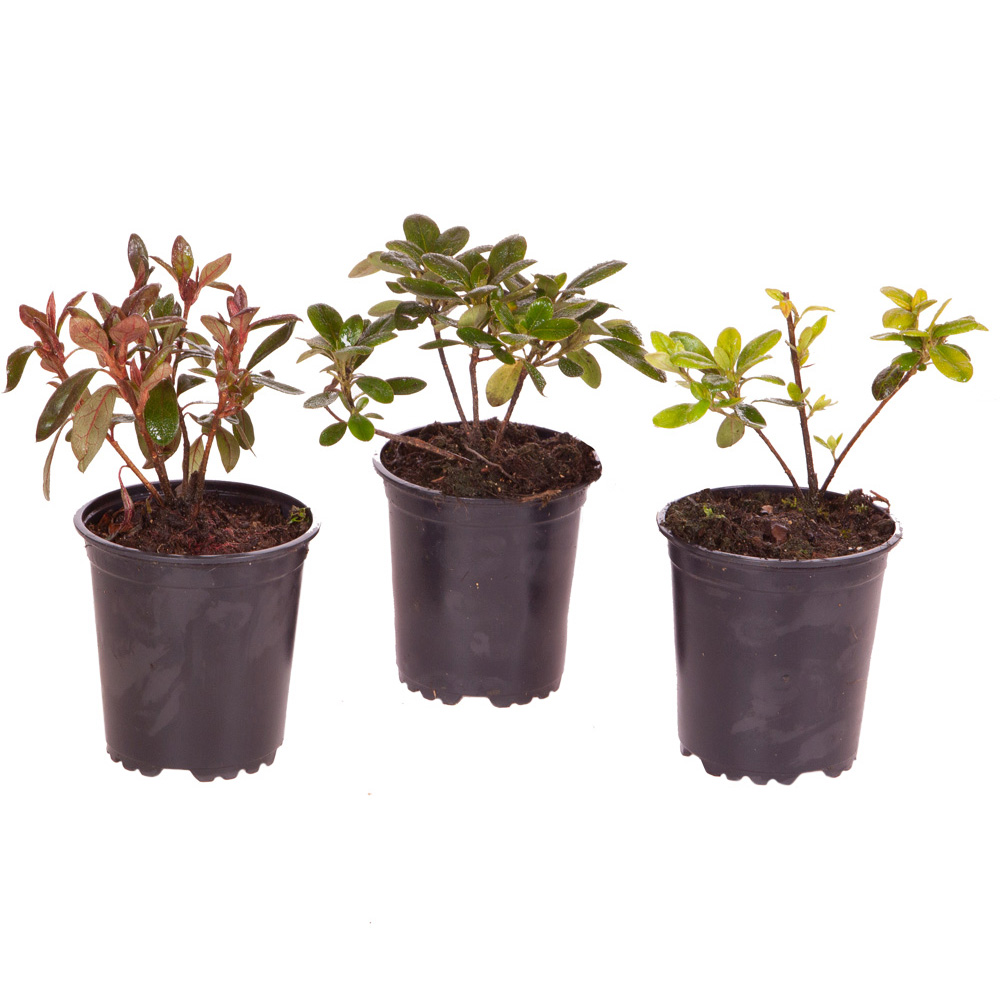 YouGarden Japanese Azalea Collection Plant Pot 9cm 3 Pack Image 2