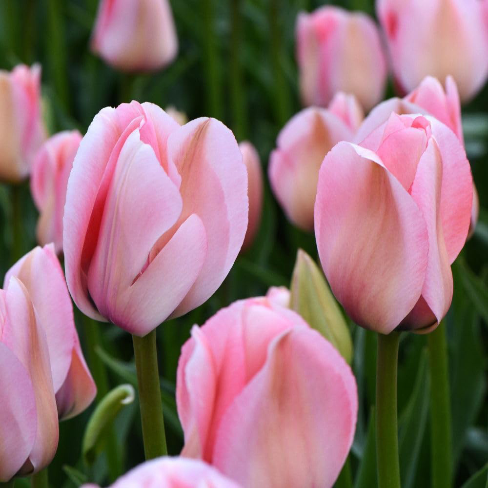 Thompson and Morgan Tulip Bella Blush Bulbs 8 Pack Image 3