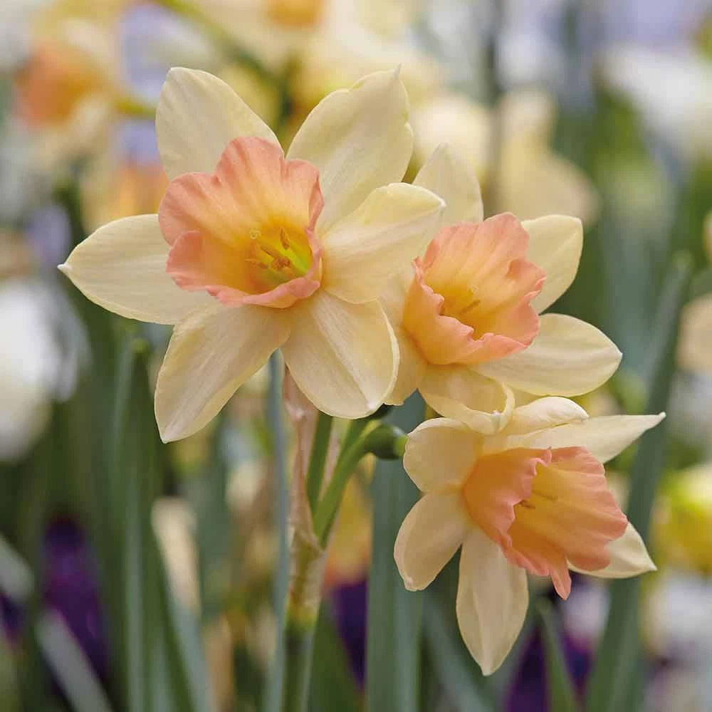 Thompson and Morgan Daffodil Blushing Lady Planting Bulb 8 Pack Image 1