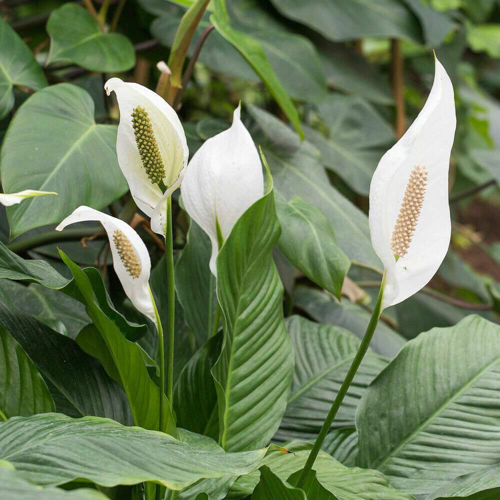 Thompson and Morgan Spathiphyllum Peace Lily Torelli Plant in Pot 9cm 3 Pack Image 5