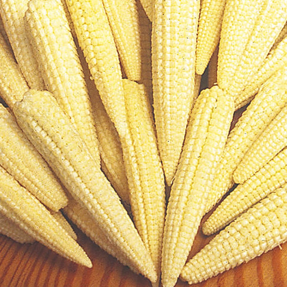 Johnsons Sweet Corn Minipop F1 Hybrid Seeds Image 2