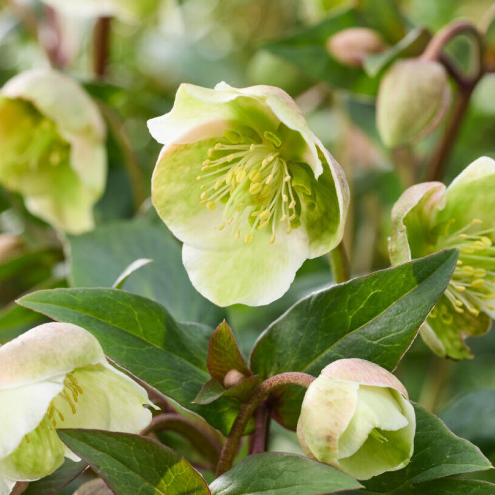 YouGarden Hellebore Winter Bells Jumbo Plant Plug 3 Pack Image 1