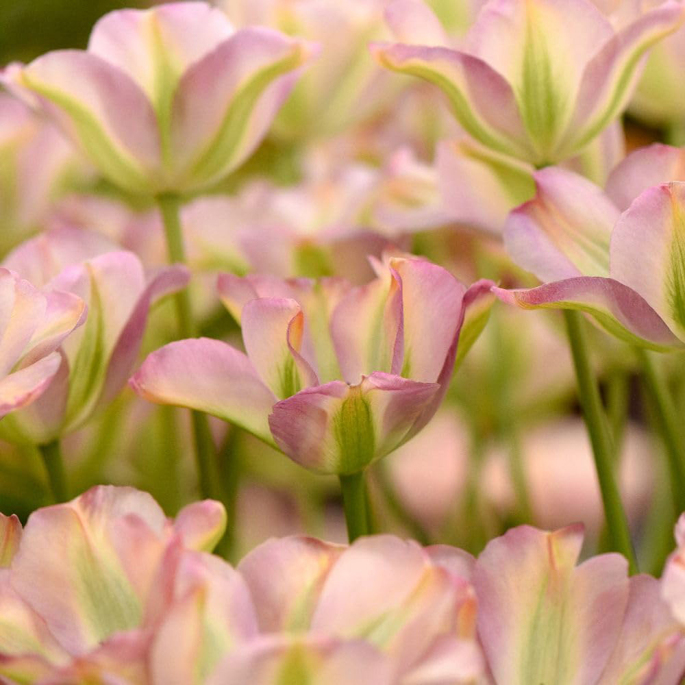 Thompson and Morgan Tulip Greenland Bulbs 16 Pack Image
