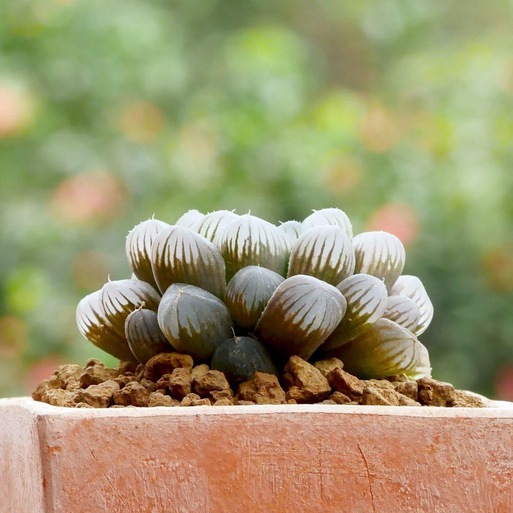 Thompson and Morgan Haworthia Cooperi Plant Pot 5.5cm 3 Pack Image 2