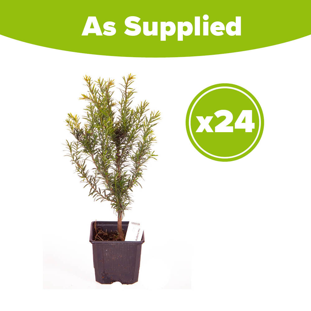 YouGarden Yew Hedging Taxus Baccata Plant in Pot 35cm 24 Pack Image 4