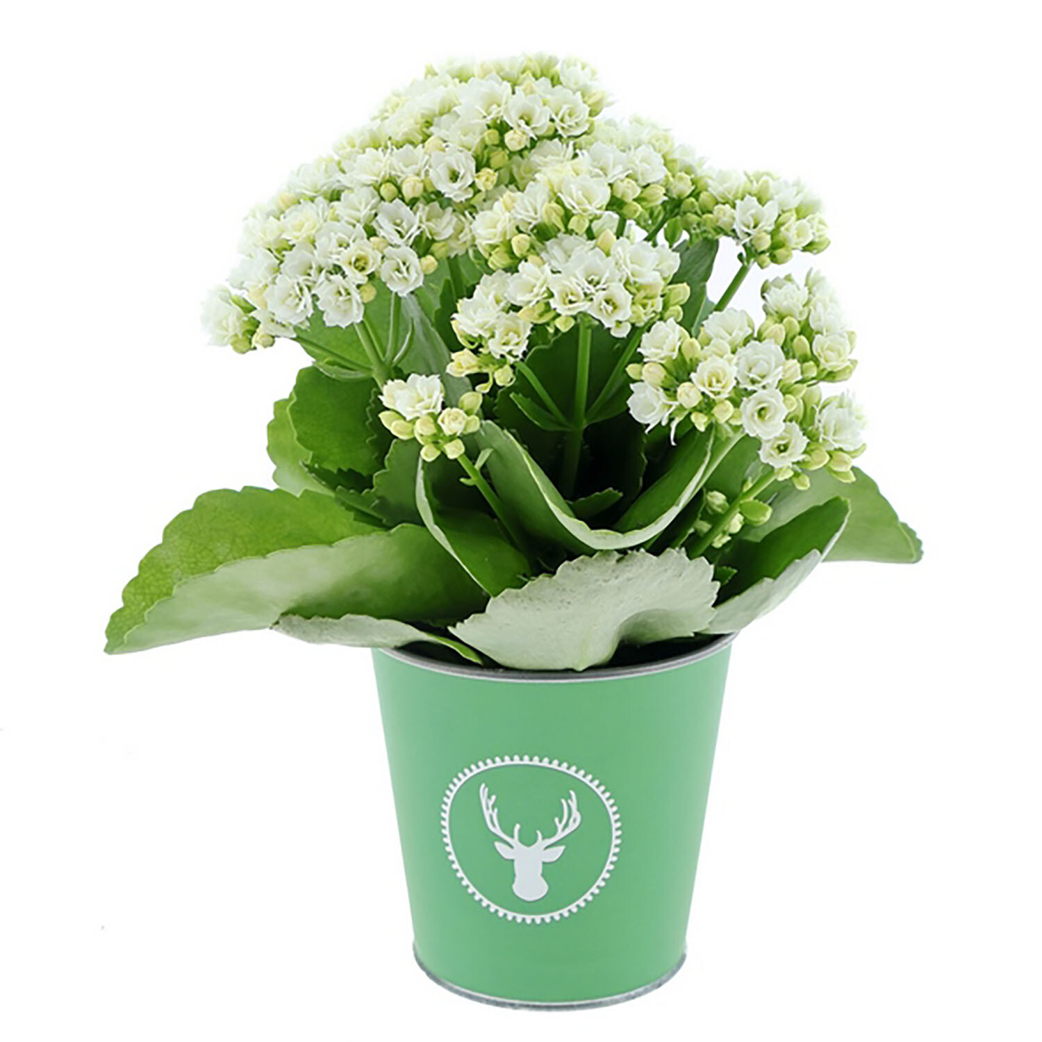 9cm Kalanchoe in Zinc Pot - Red or White Image 2