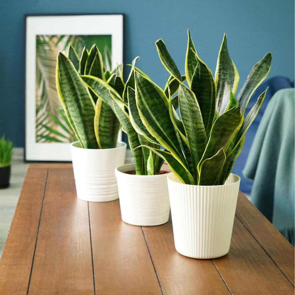 Thompson & Morgan Sansevieria Trifasciata Var. Laurentii Potted Plant 12cm 2 Pack Image 3