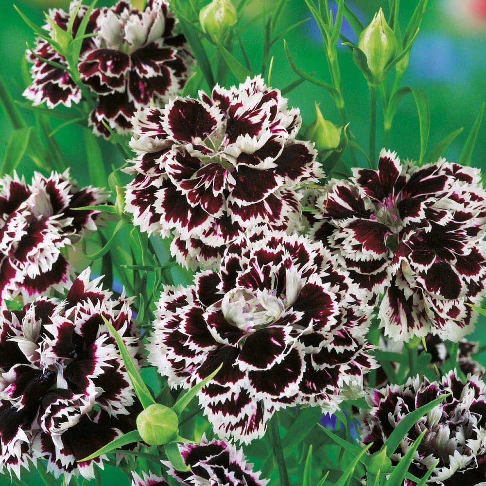 Johnsons Dianthus Chinensis Chianti Seeds Image 1