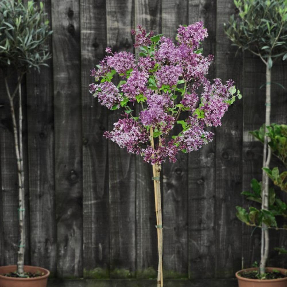 Thompson and Morgan Syringa Meyeri Palibin Plant Pot 3 Pack Image 3