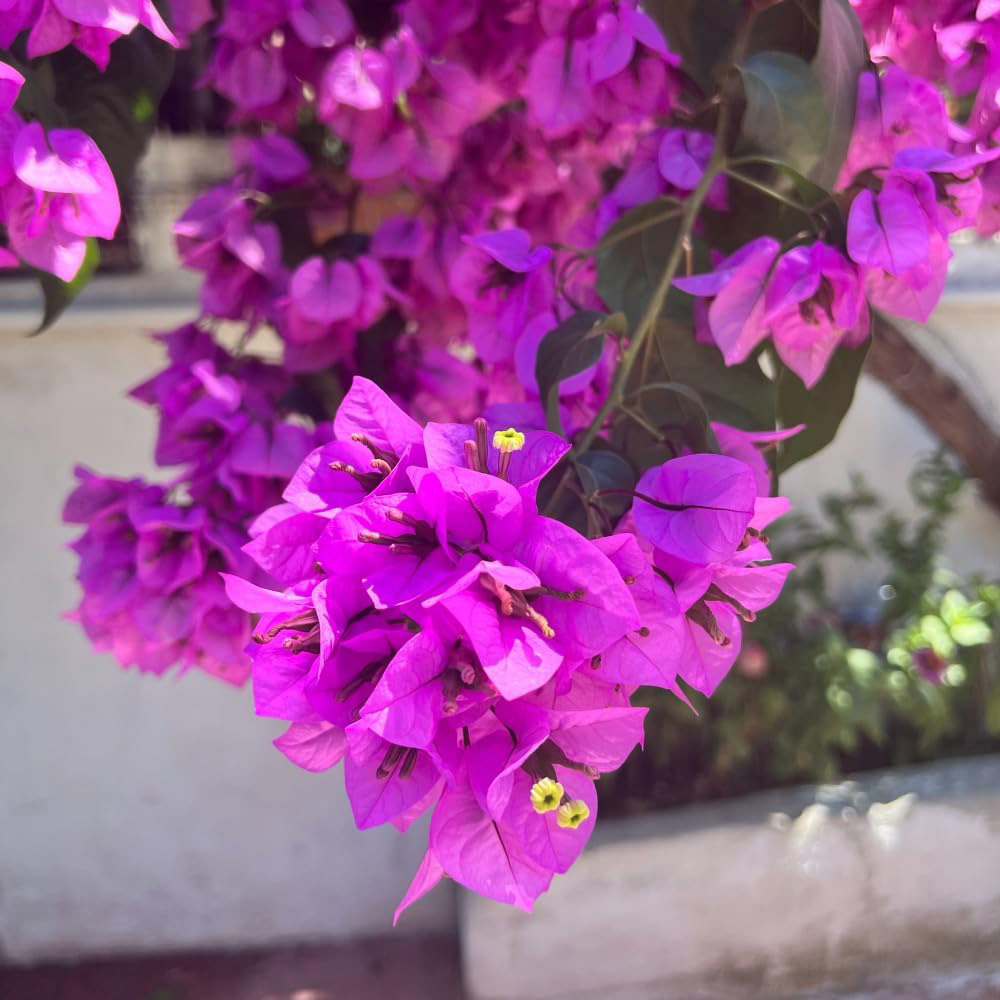 Thompson and Morgan Bougainvillea Alexandra Pyramid Plant Pot 17cm Image 1