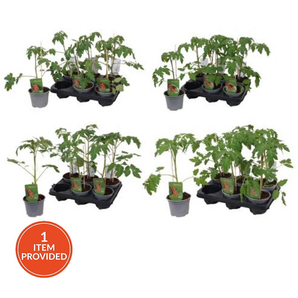 Grow Like a Pro Garden Vegetable Plants Image 1