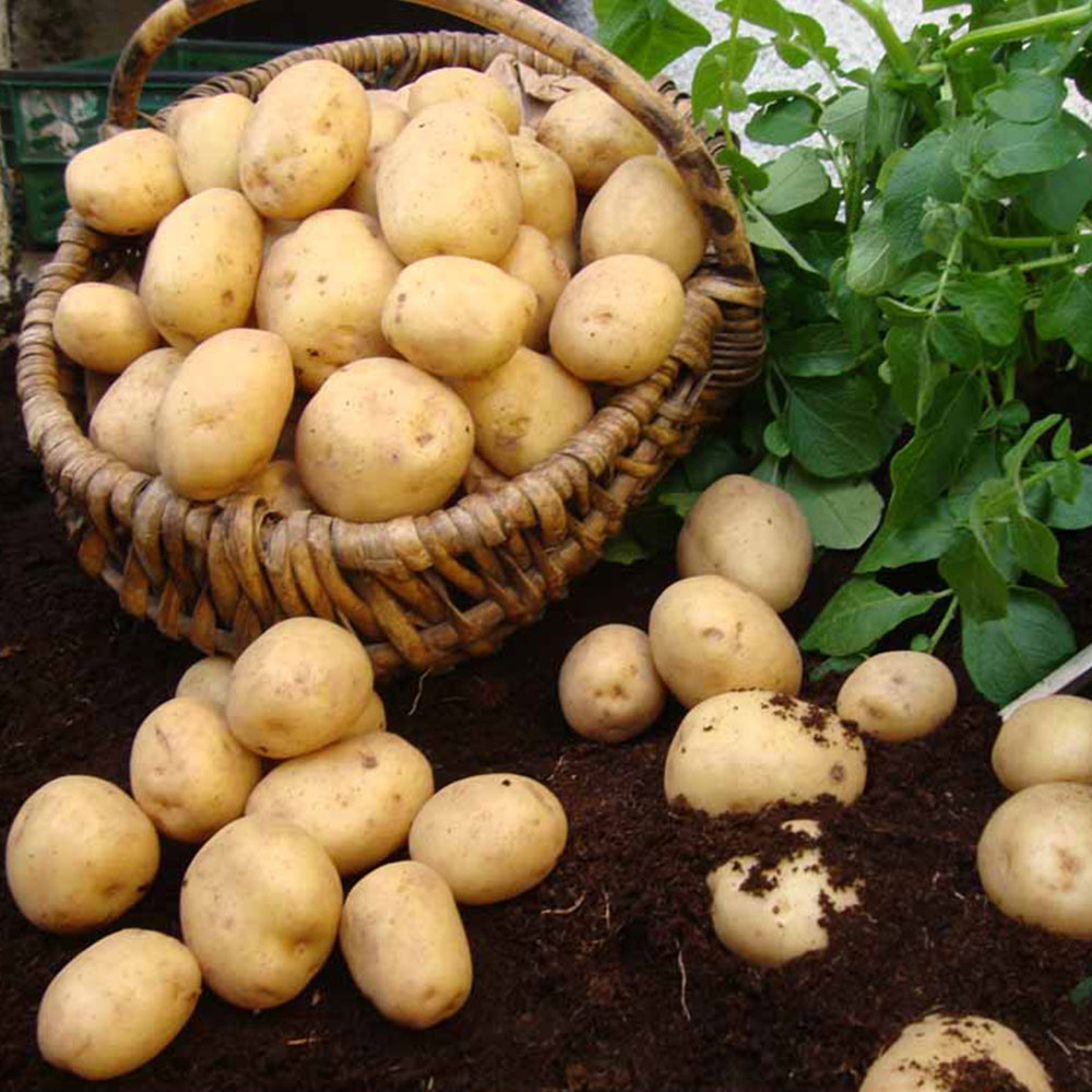 wilko Swift Seed Potatoes 2kg Image 3