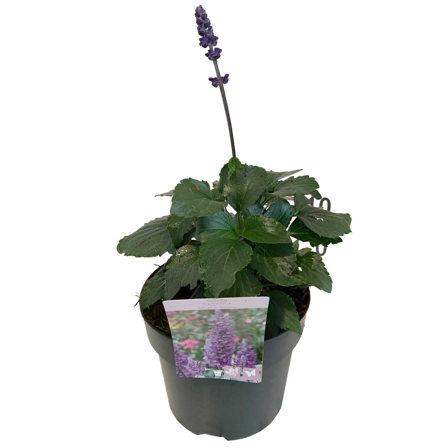 Salvia Mystic Spires - Purple Image