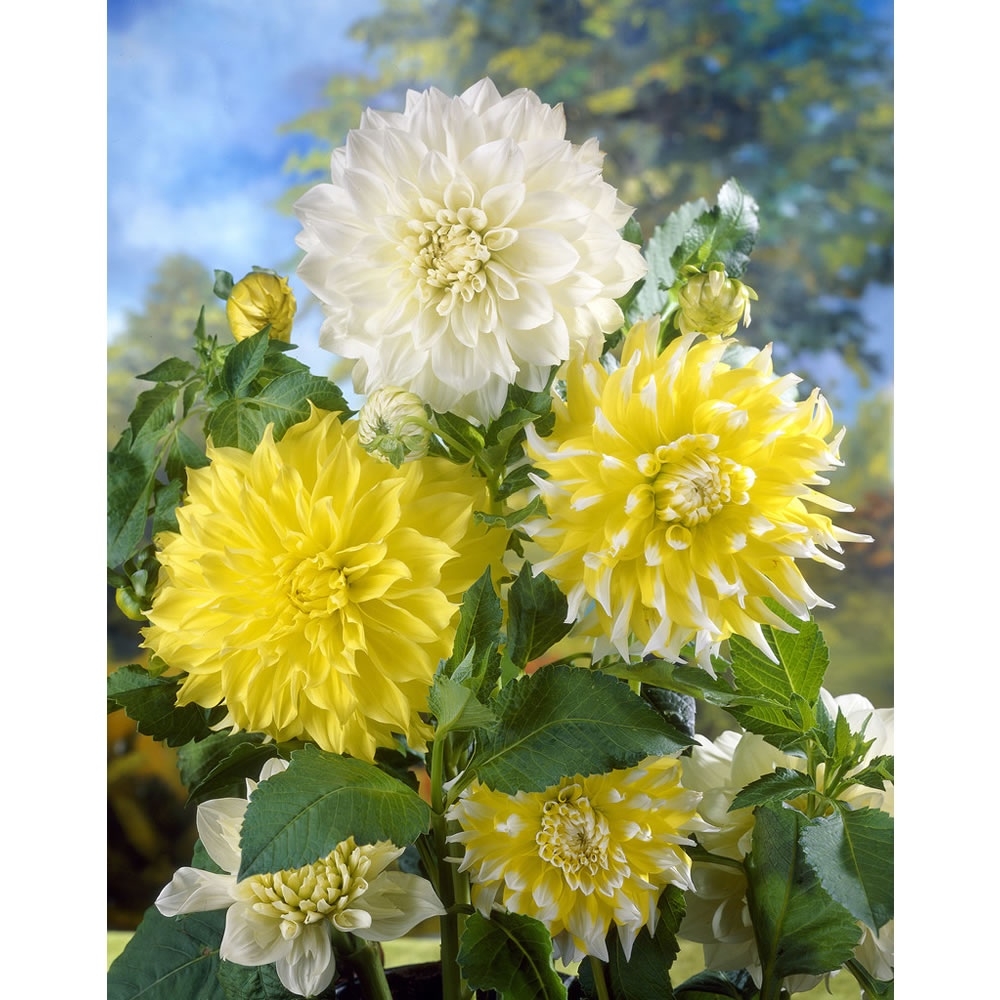 Wilko Dahlia Yellow/White Spring Planting Bulbs   3 pack Image
