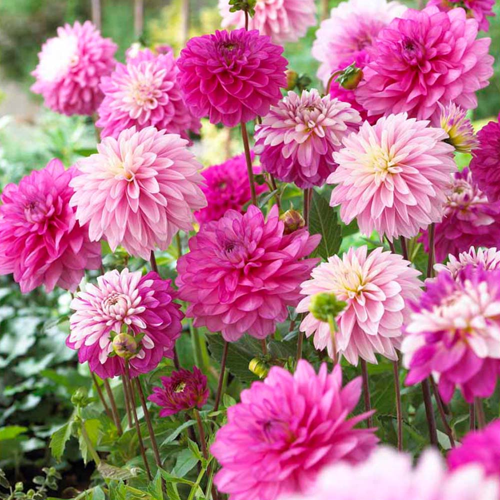 Wilko Dahlia Pompon Mixed White Pastel Spring Planting Bulb 3 Pack Image