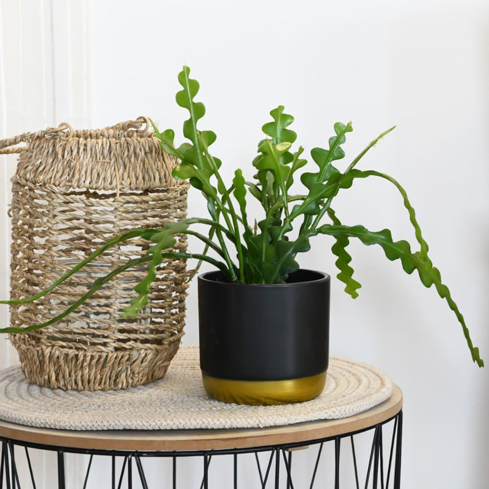 Thompson and Morgan Epiphyllum Anguliger Plant Pot 9cm 3 Pack Image 1