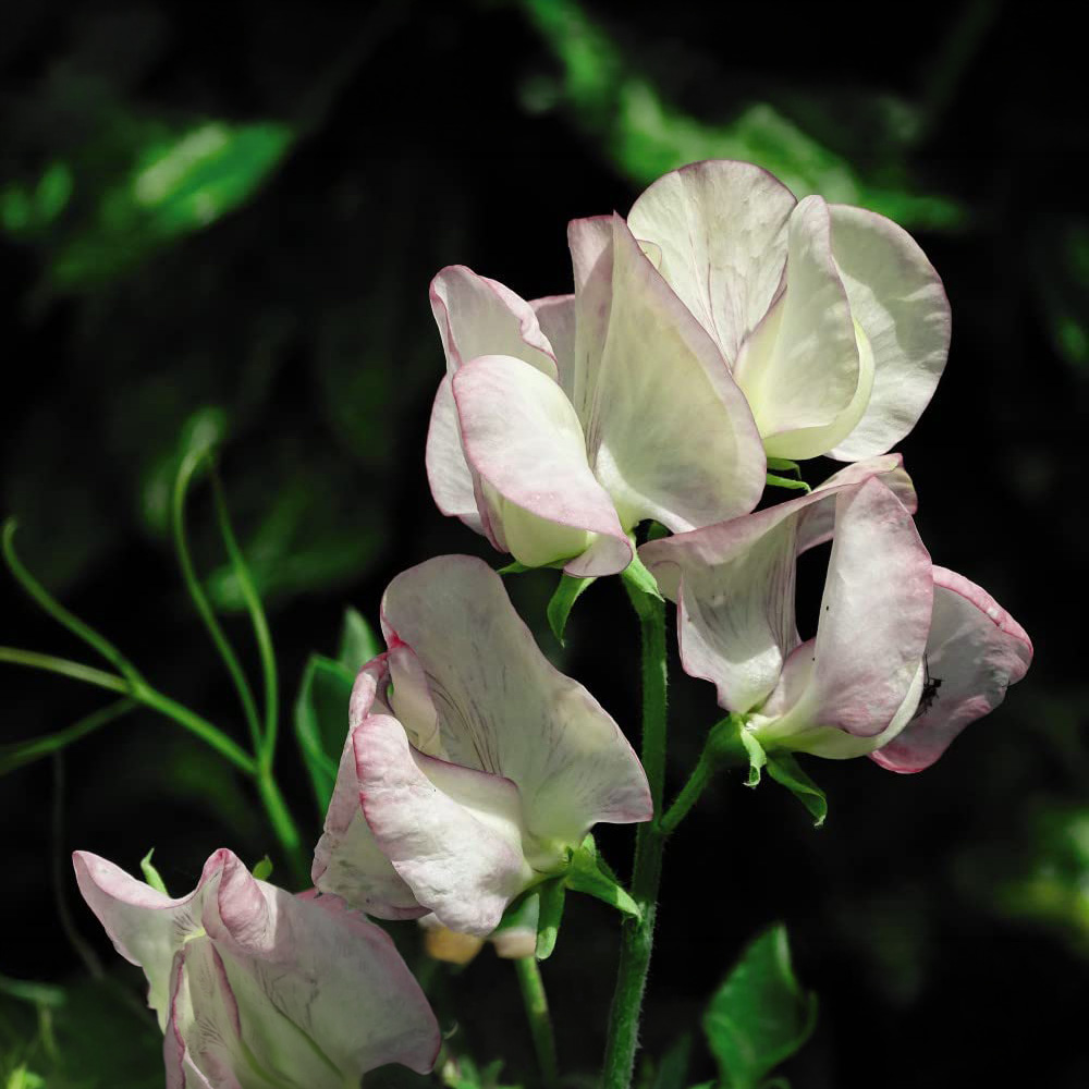Thompson & Morgan Sweet Pea Fragrant Prize Strain Mixed Seeds Image 3