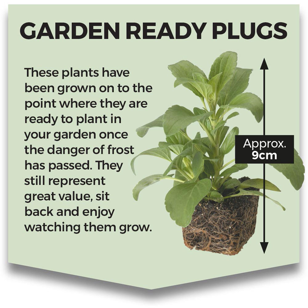 Thompson and Morgan Nicotiana Eau De Cologne Garden Ready Plant 15 Pack Image 5