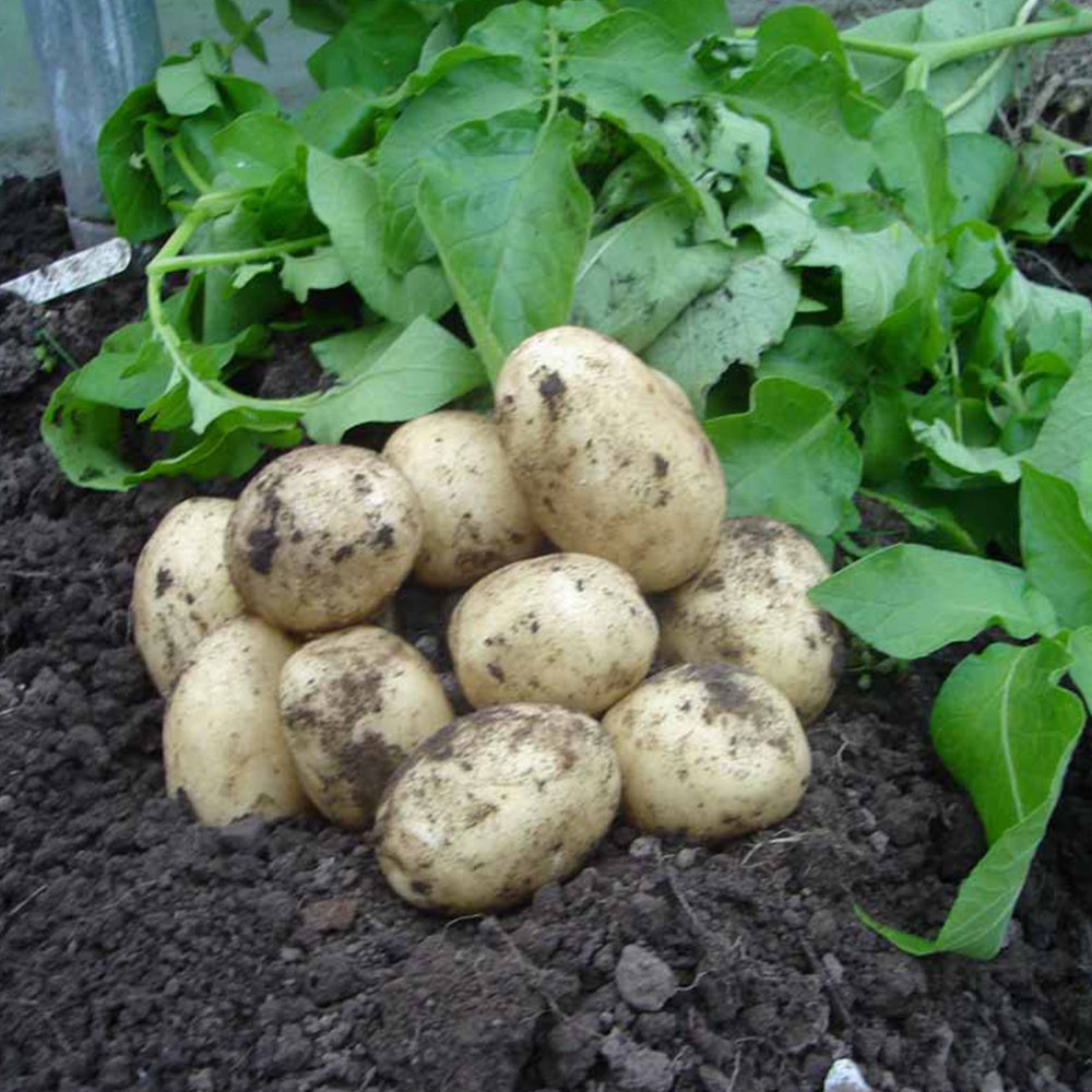 Wilko Swift Seed Potatoes 4kg Image 4
