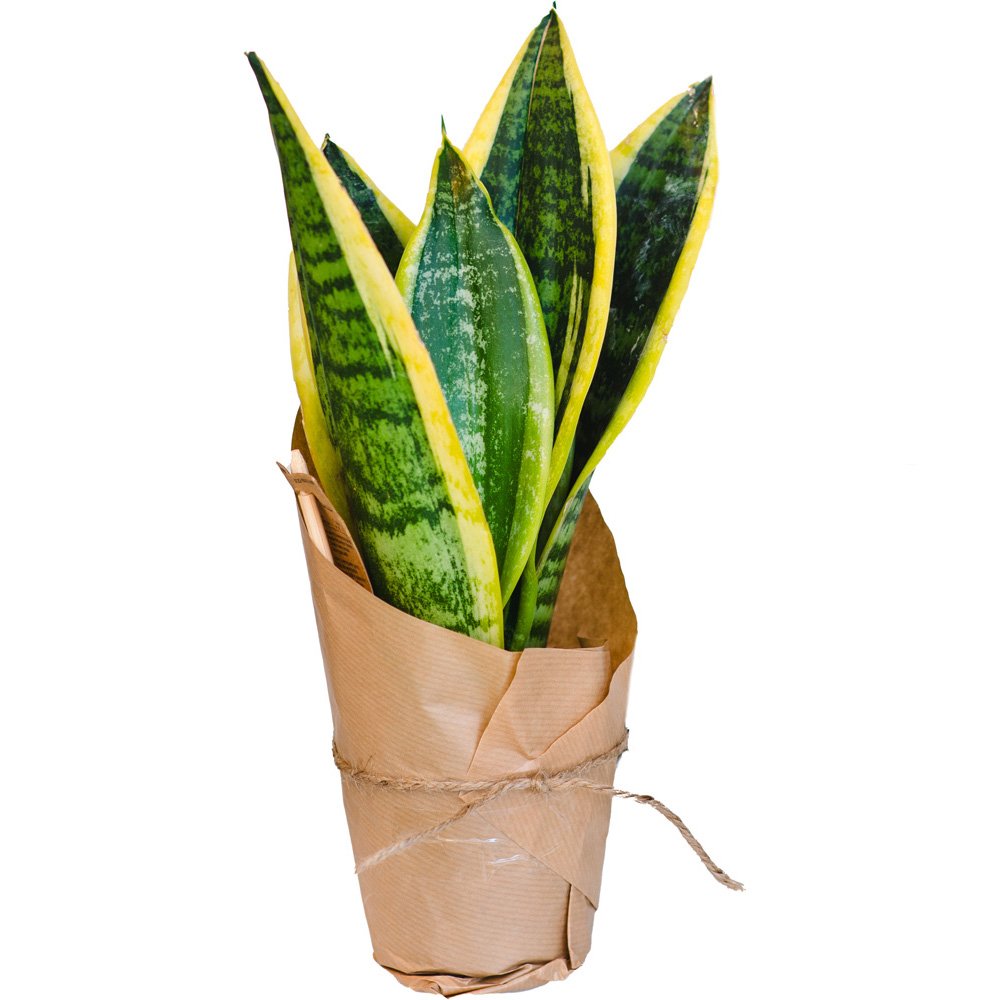Mother-in-law Tongue Snake Plant Image 2
