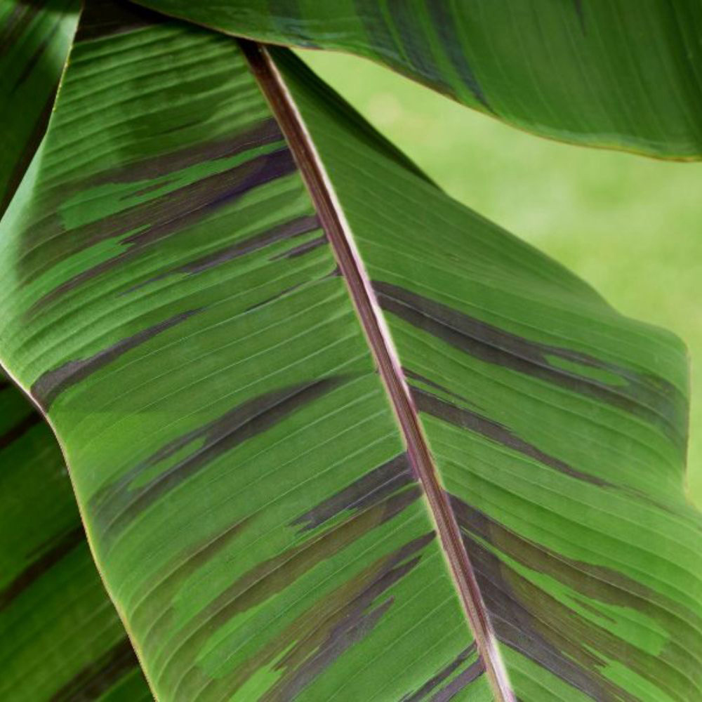 Thompson & Morgan Red Musa Hardy Banana Ever Plant Pot 9cm 2 Pack Image 3