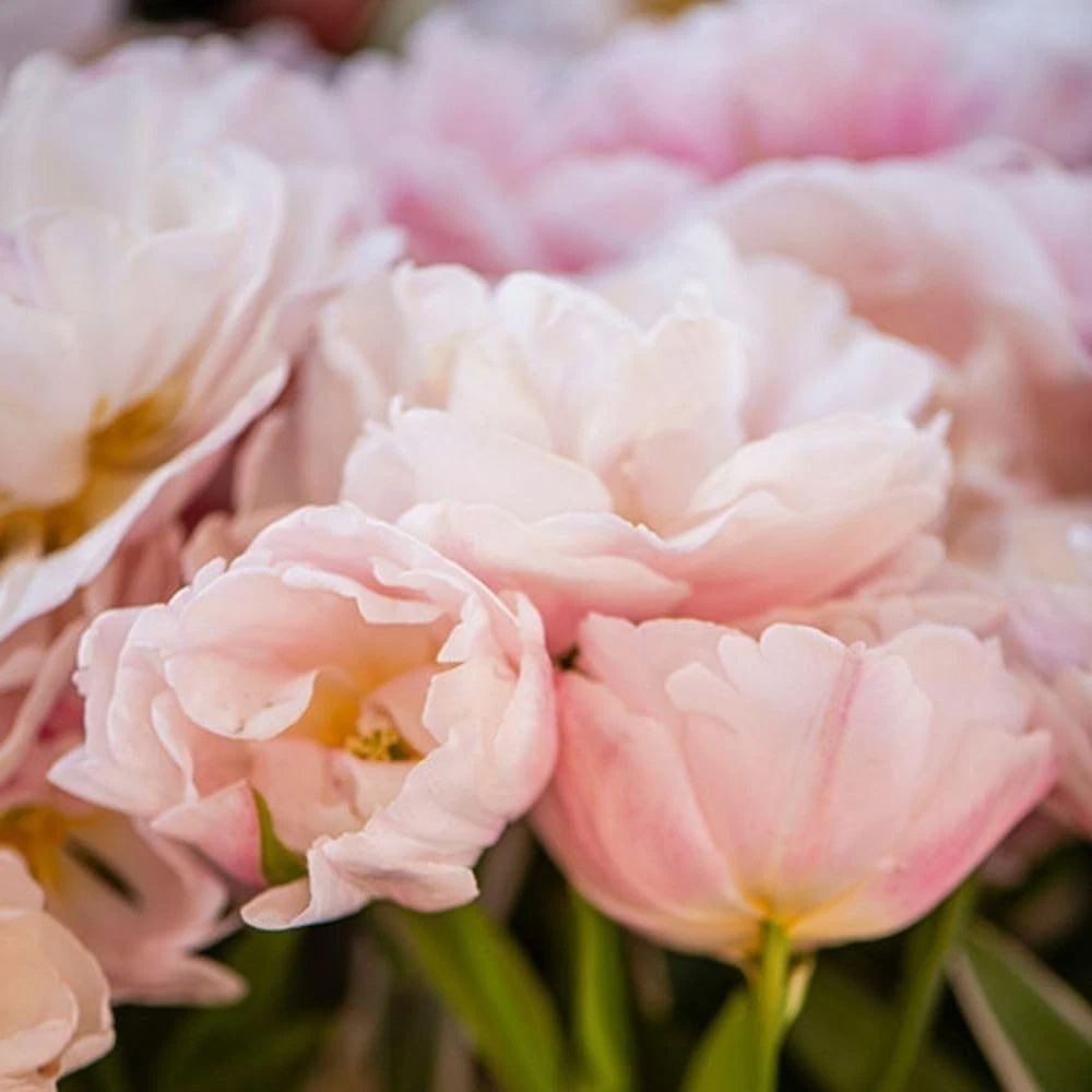 Thompson and Morgan Tulip Dreamer Blush Pink Planting Bulb 32 Pack Image 5