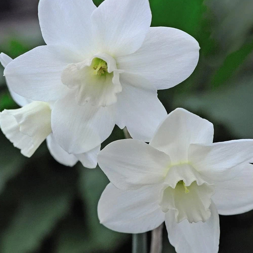 Thompson and Morgan Daffodil Cornish Niveth Planting Bulb 32 Pack Image 1