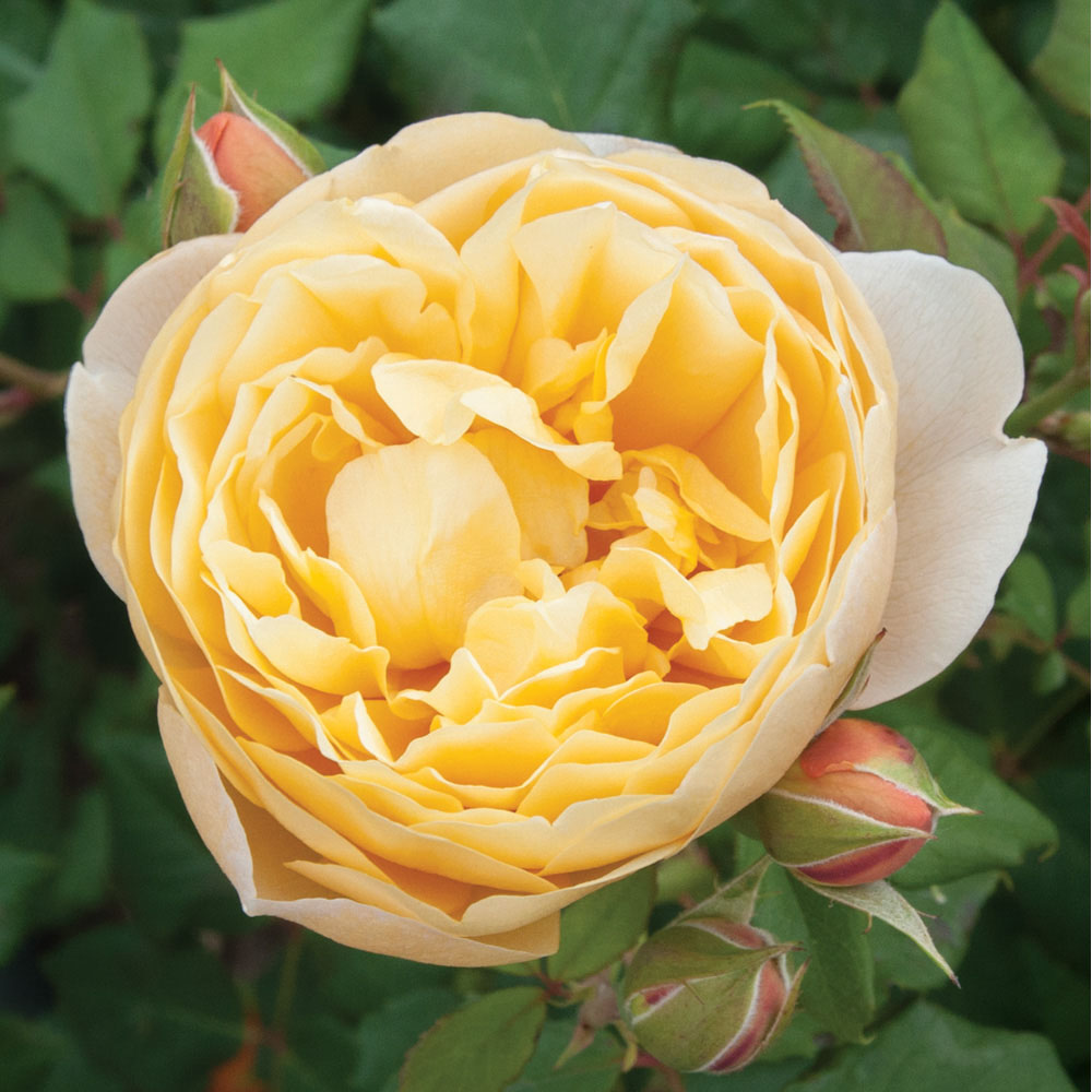 Wilko Old English Shrub Rose Collection 5 Pack Image 5