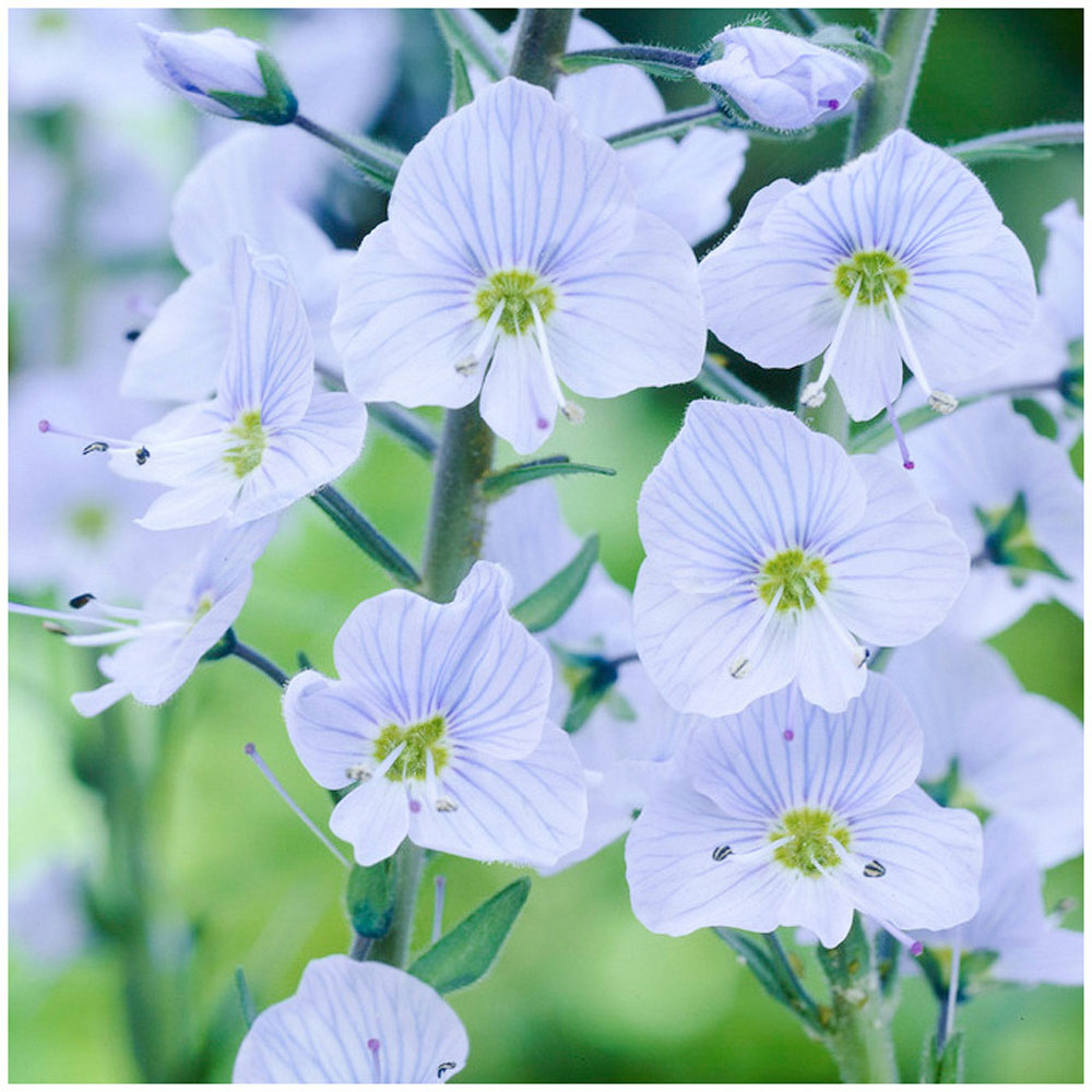 wilko Veronica Gentianoides Gentian Speedwell Plant Pot 3 Pack Image 1