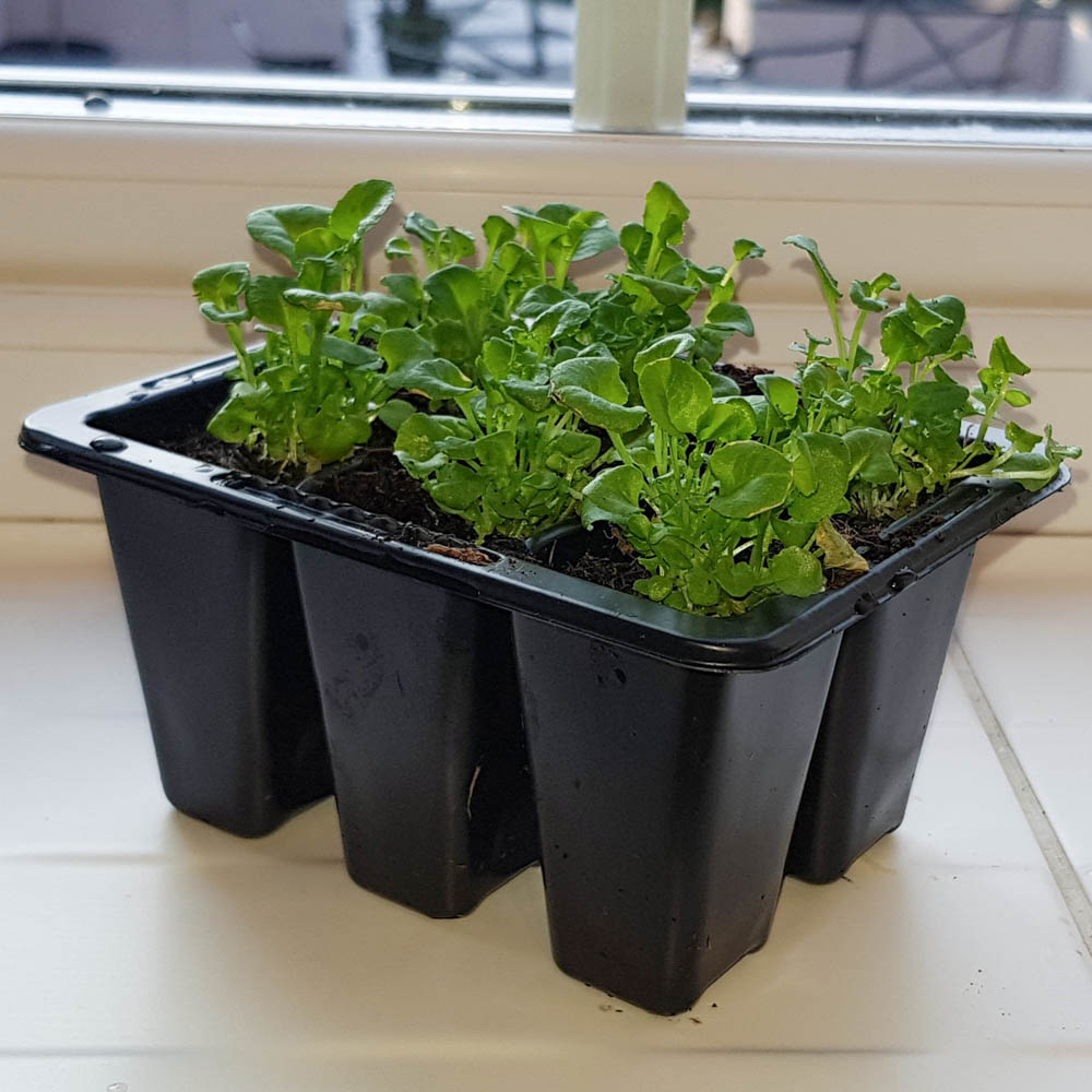 Shop Seed Trays & Propagators