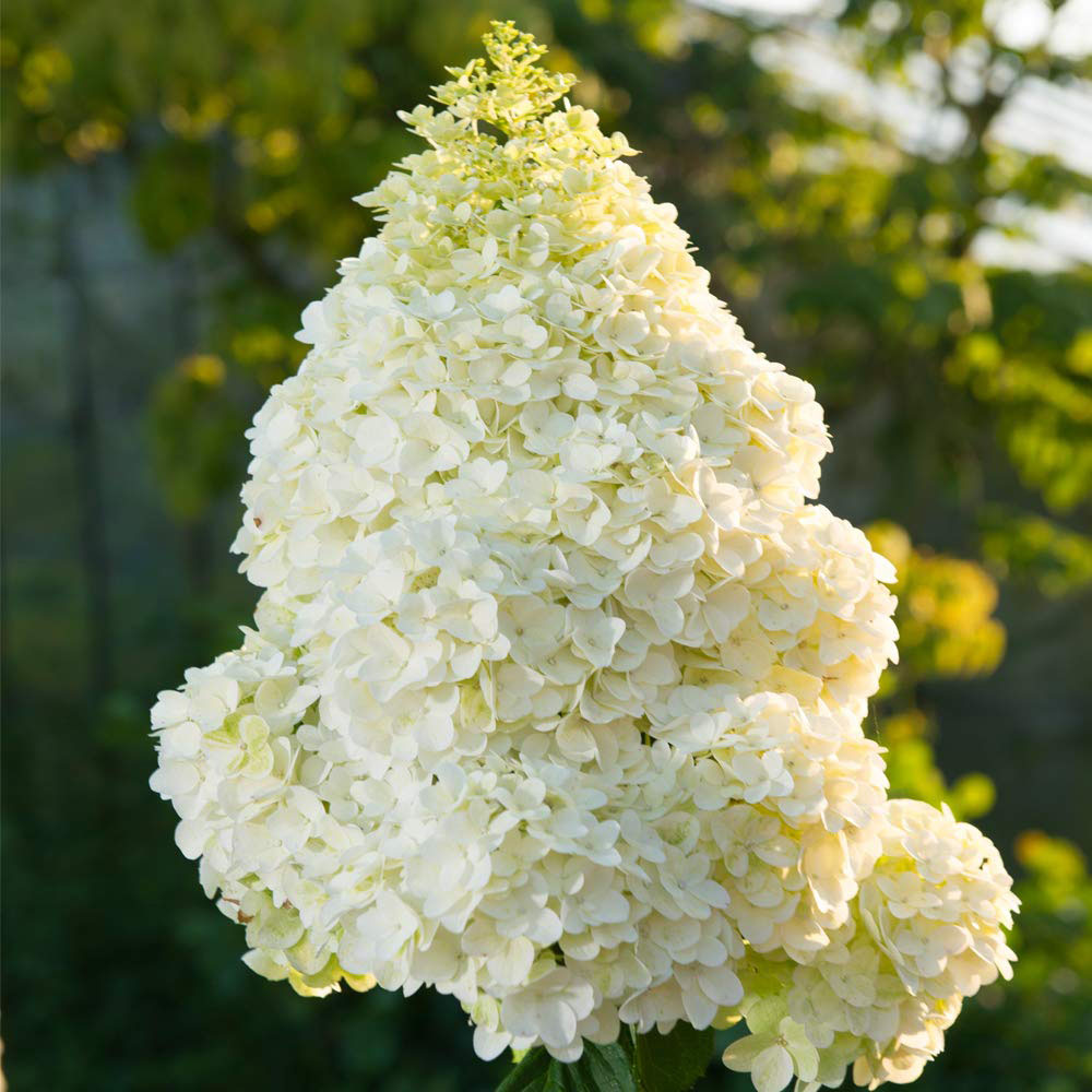 Thompson and Morgan Hydrangea Magical Moonlight Plant Pot 9cm Image 1