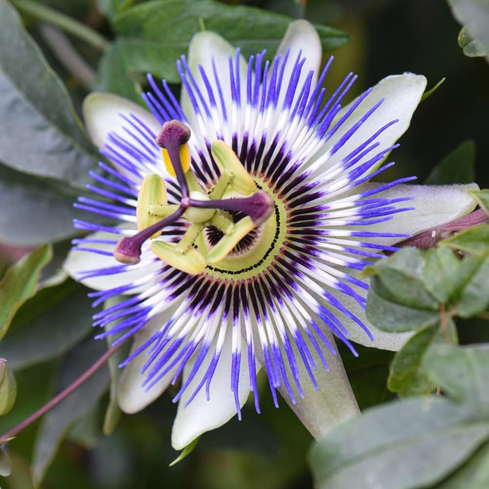 Thompson and Morgan Passiflora Passion Flower Collection Plant Pot 9cm 3 Pack Image 2