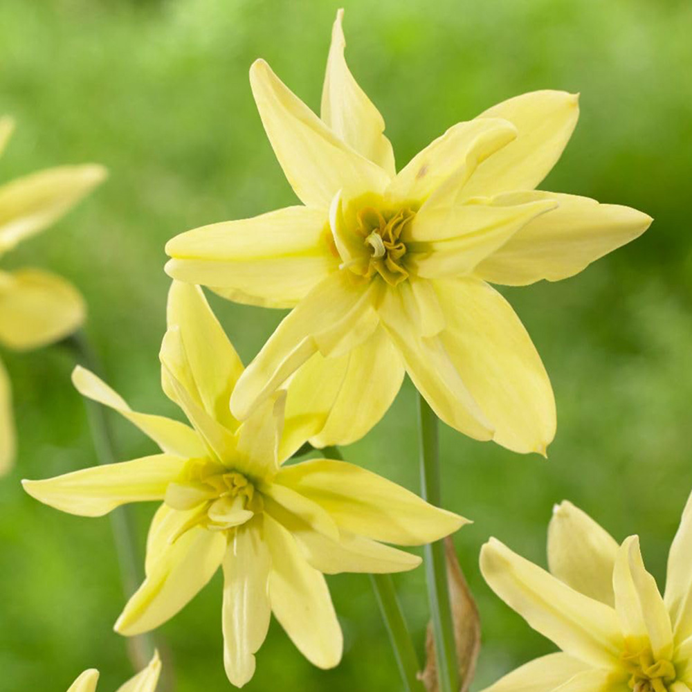 Thompson and Morgan Narcissus Viridi Double Bulbs 10 Pack Image 1