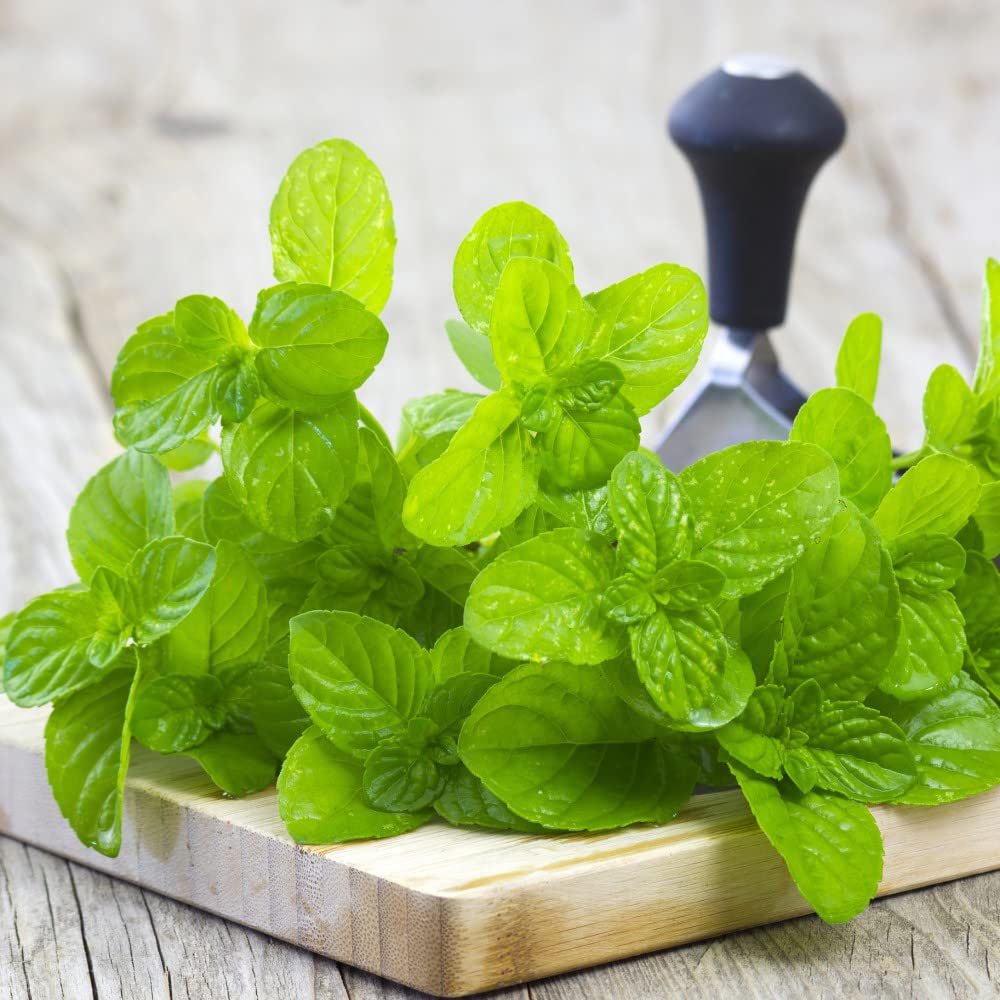 Thompson & Morgan Herb Garden Mint Potted Plant Image 2