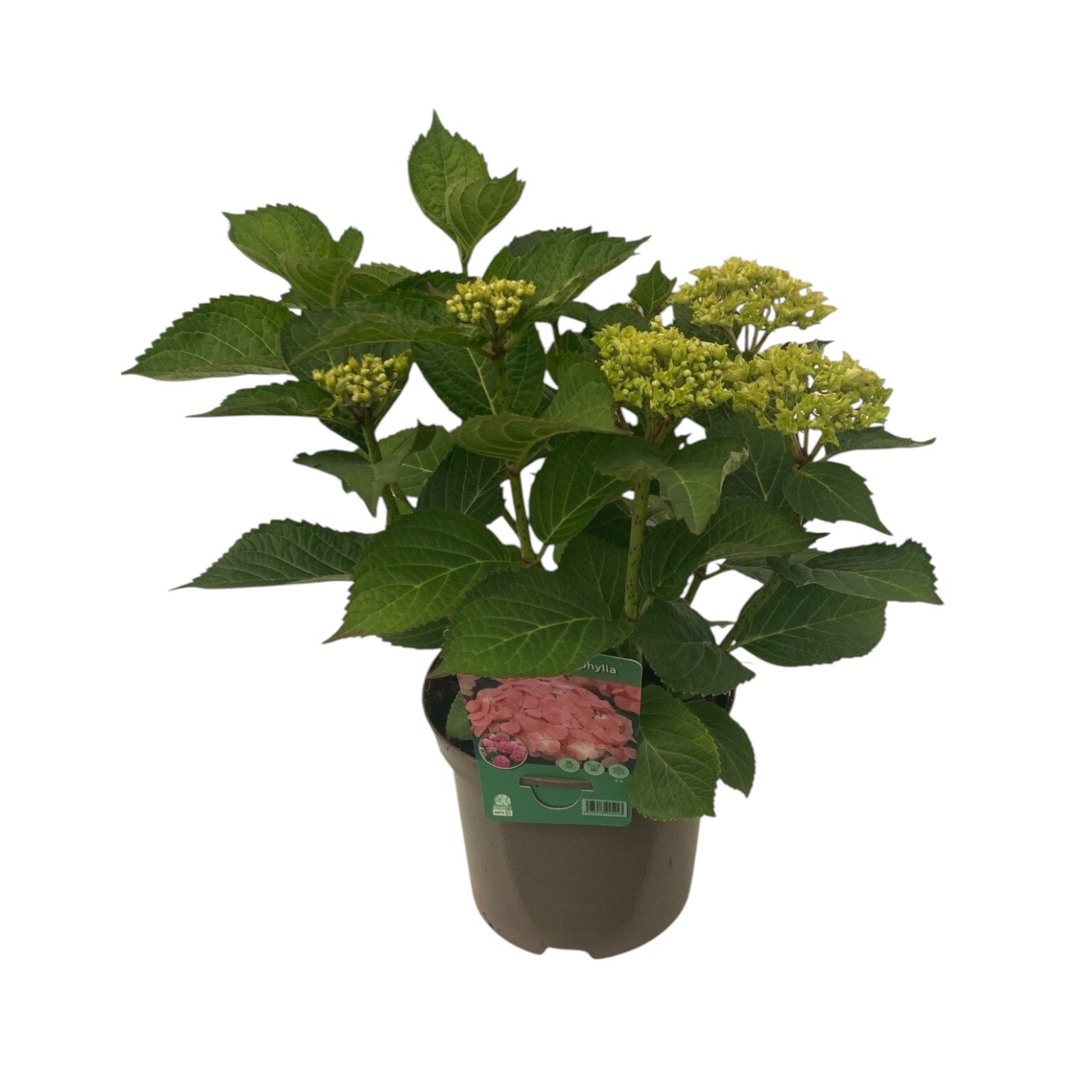 Hydrangea Macrophylla Plant Pink Image